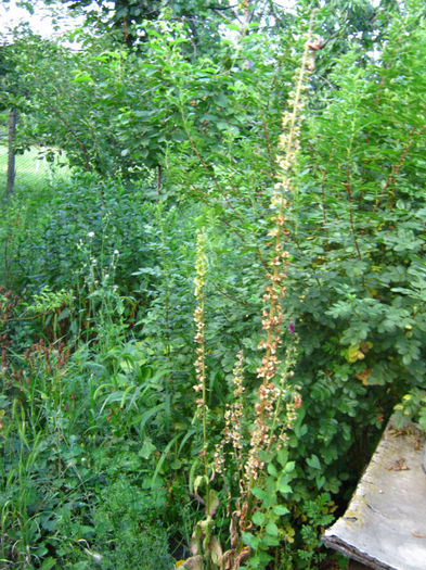 digitalis