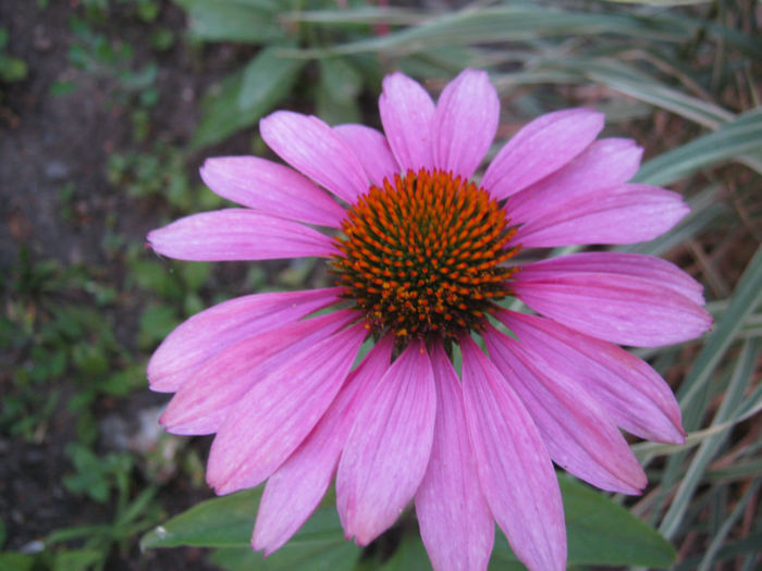 echinaceea55