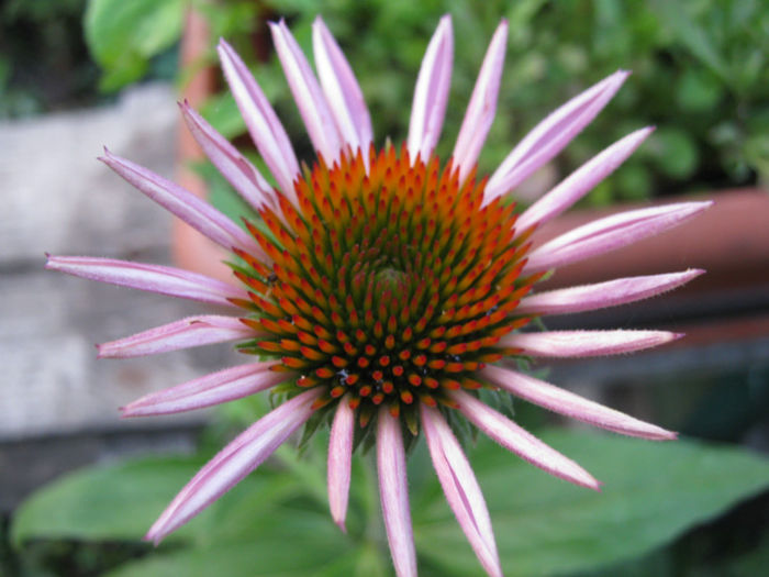 echinaceea444