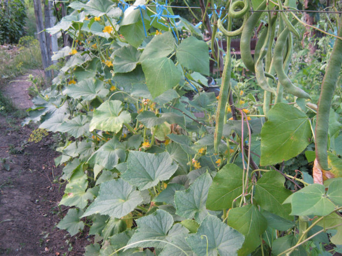 fasole lady di si castraveti