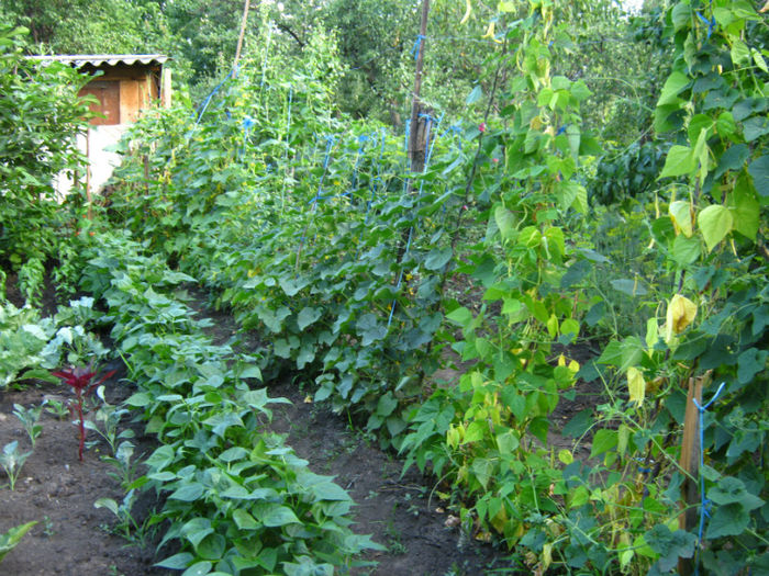 fasole-castraveti-kiwano-fasole pitica-fasole chinezeasca