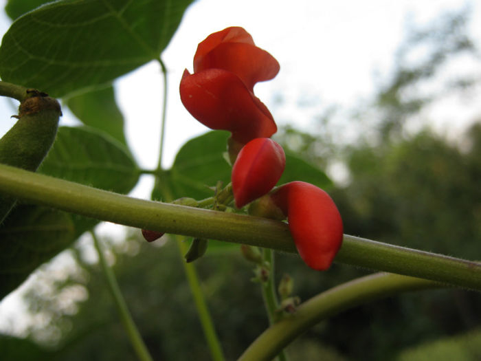 flori fasole lady di