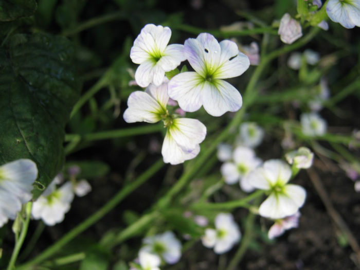 flori pitice - a-Gradina botanica de acasa