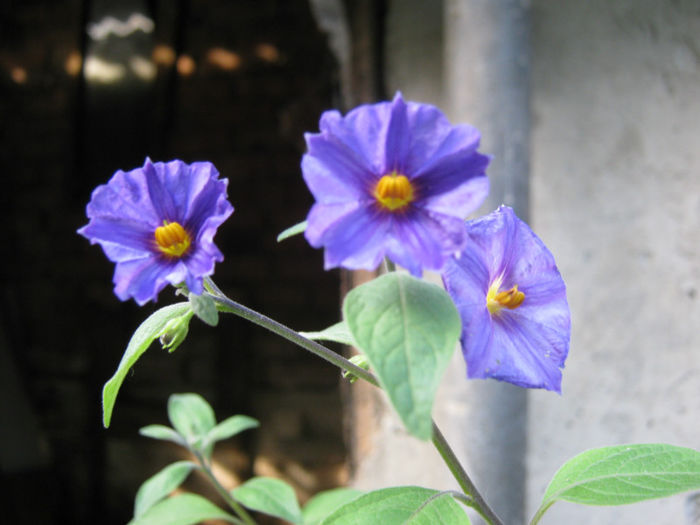 solanum