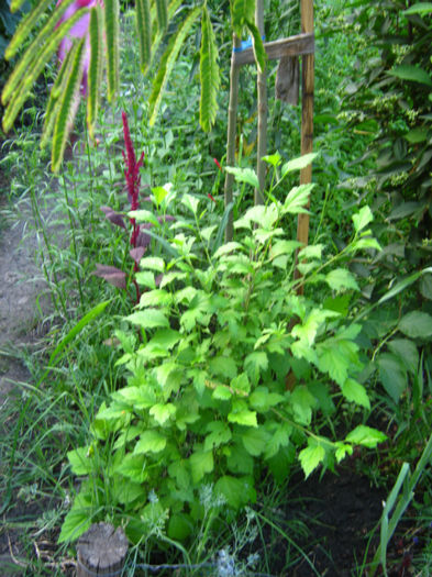 hibiscus-arbust ornamental