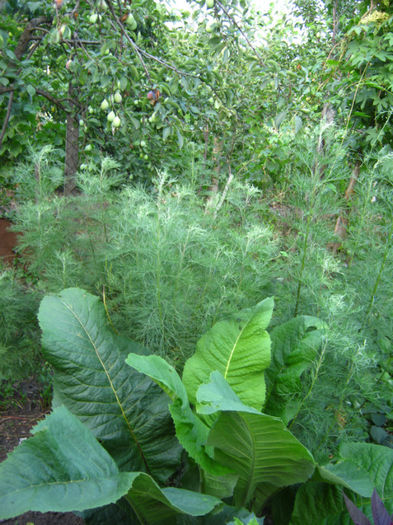 iarba mare si lemnul domnului