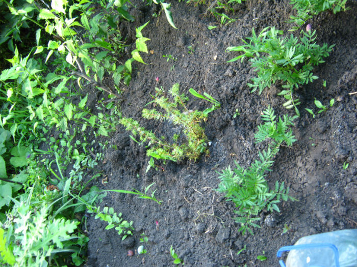 ienupar si in fundal kerry japonica