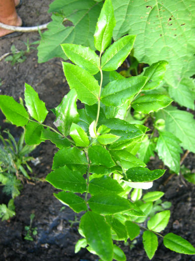 ilex arbust ornamental