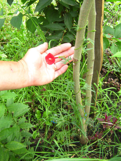 ipomeea hederifolia - a-Gradina botanica de acasa