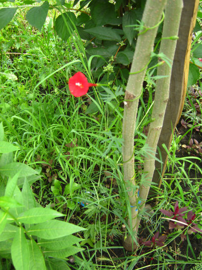 ipomeea hederifolia33