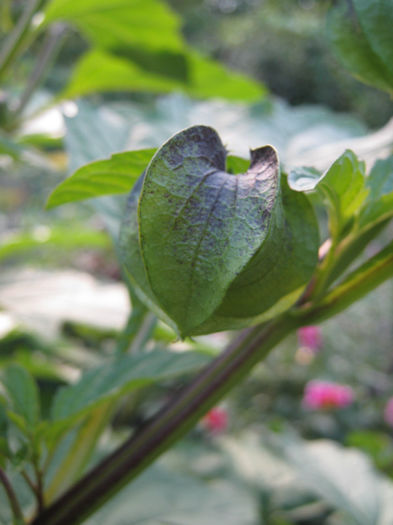 kirki sau klarkia-floare de gradina