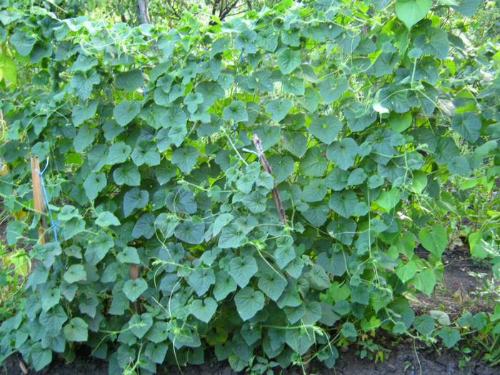 kiwano1 - a-Gradina botanica de acasa