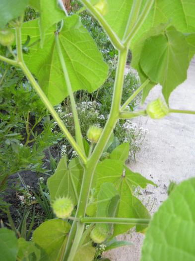 lanterna chinezeasca55 - a-Gradina botanica de acasa