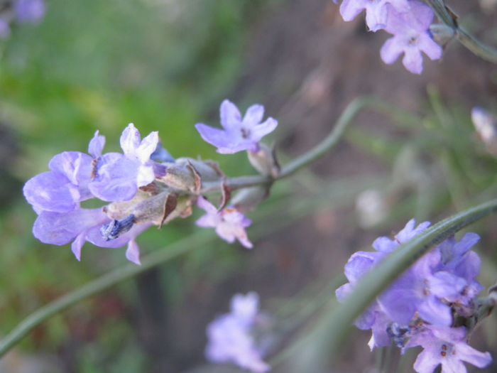 lavanda1 - a-Gradina botanica de acasa