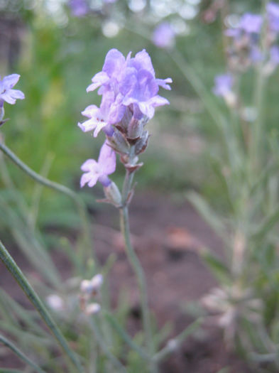 lavanda 2 - a-Gradina botanica de acasa