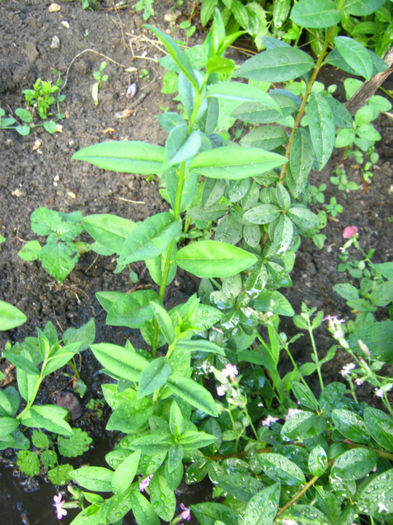 lemn cainesc arbust ornamental - a-Gradina botanica de acasa