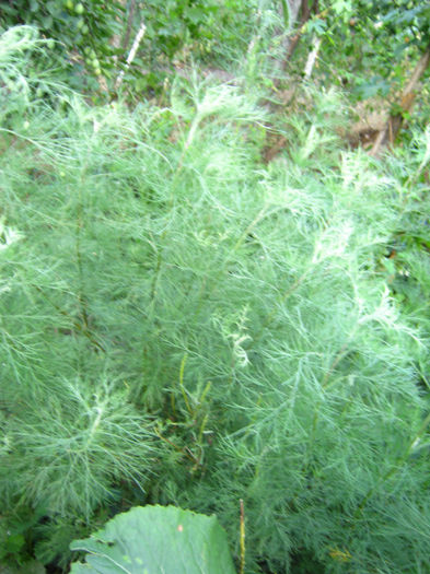 lemnul domnului - a-Gradina botanica de acasa