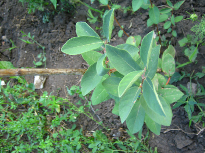 lonicera33 - a-Gradina botanica de acasa