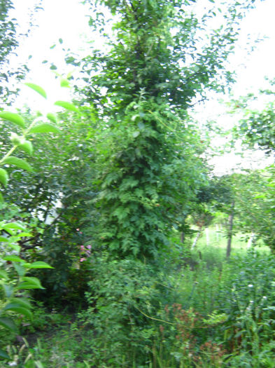 luleaua turcului - a-Gradina botanica de acasa