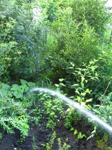 lunaria-planta ornamentala flori mov - a-Gradina botanica de acasa