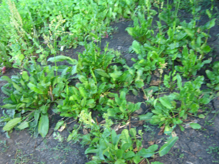 macris - a-Gradina botanica de acasa