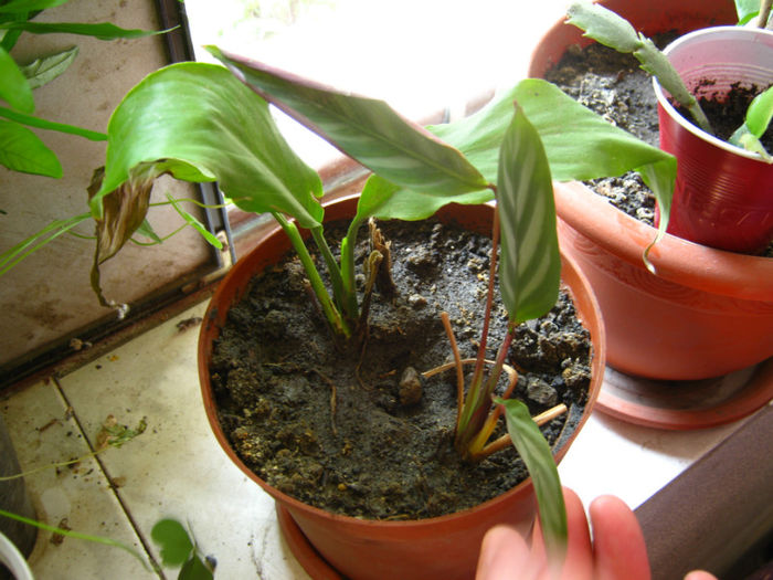 maranta si crinul pacii - a-Gradina botanica de acasa