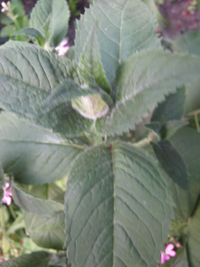 menta indiana - a-Gradina botanica de acasa