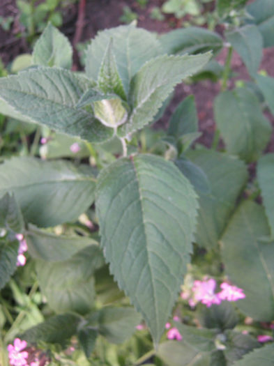 menta indiana2 - a-Gradina botanica de acasa