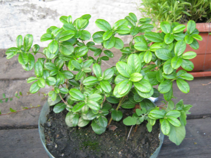 merisor arbust - a-Gradina botanica de acasa