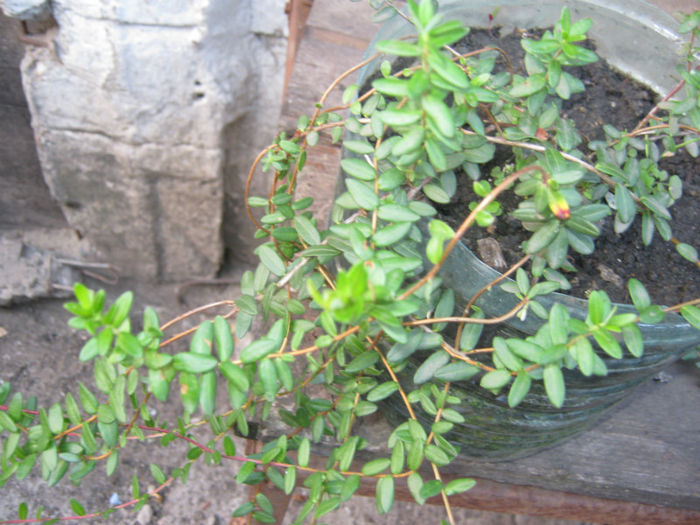 merisor tarator arbust - a-Gradina botanica de acasa