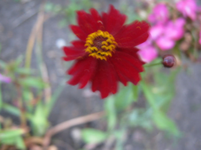 coreopsis - a-Gradina botanica de acasa