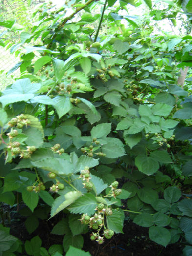 mur33 - a-Gradina botanica de acasa