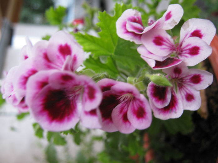 muscate222 - a-Gradina botanica de acasa