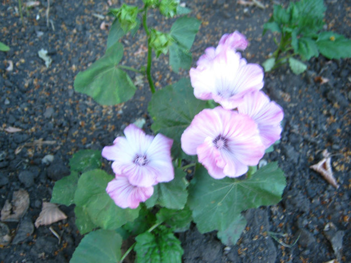 nalba pitica22 - a-Gradina botanica de acasa