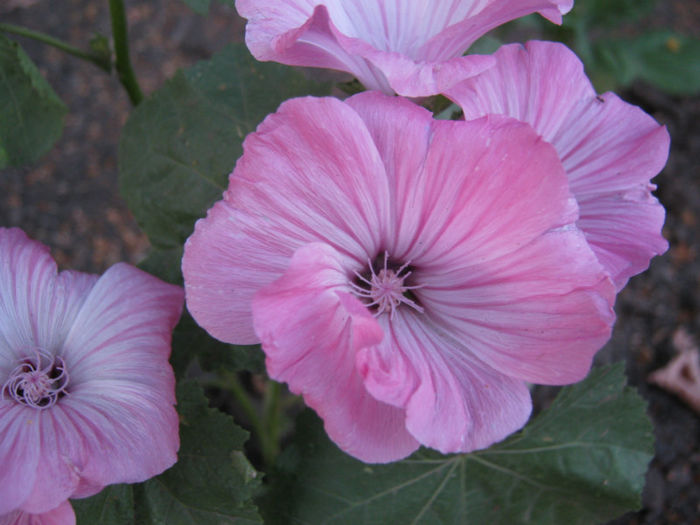 nalba pitica333 - a-Gradina botanica de acasa