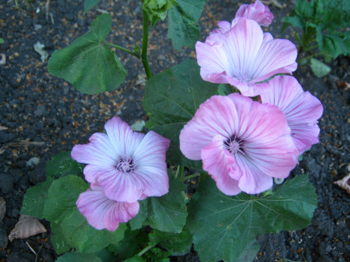nalba pitica688 - a-Gradina botanica de acasa