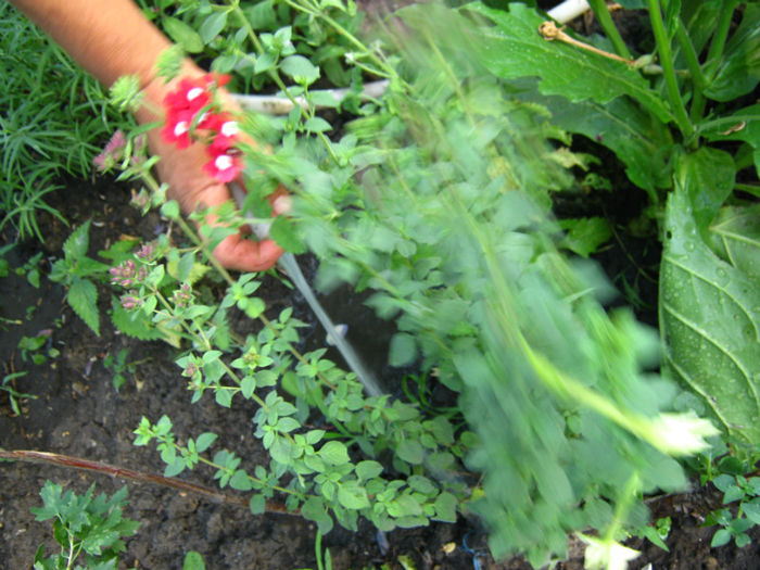 oregano1 - a-Gradina botanica de acasa