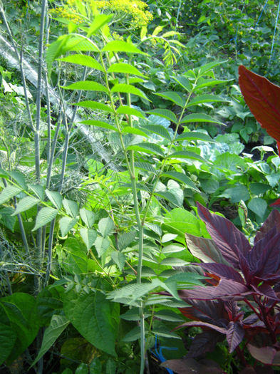 otetar - a-Gradina botanica de acasa