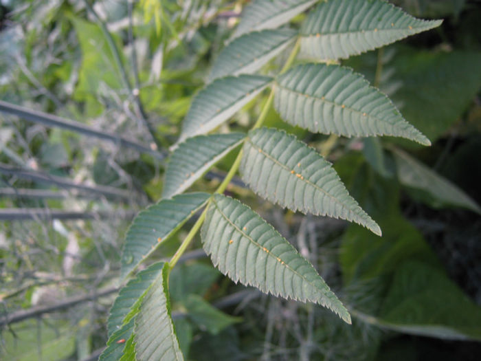 otetar arbust ornamental - a-Gradina botanica de acasa