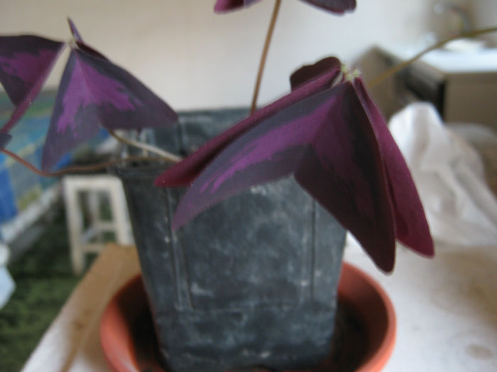 oxalis mox33 - a-Gradina botanica de acasa