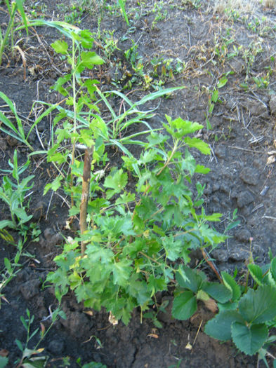 paducel1 - a-Gradina botanica de acasa