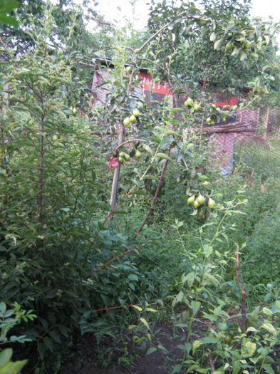 par - a-Gradina botanica de acasa