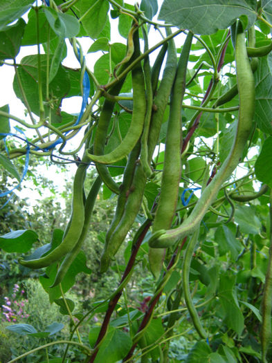 pastai fasole lady di