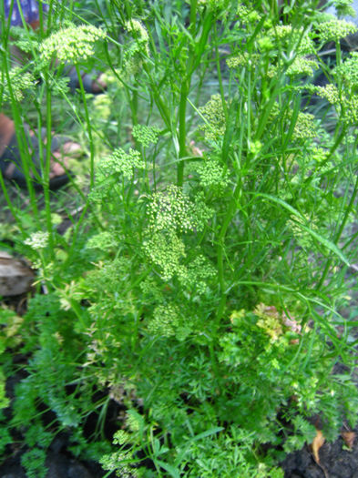 patrunjel cret11 - a-Gradina botanica de acasa