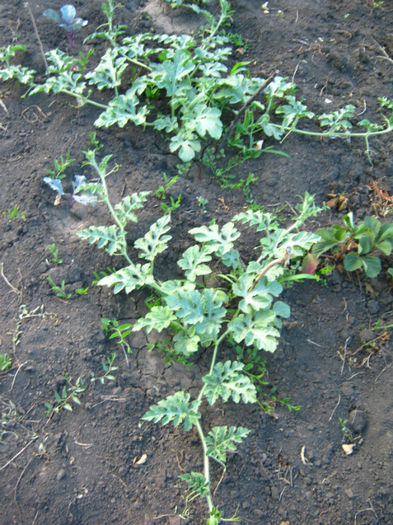 pepeni rosii - a-Gradina botanica de acasa