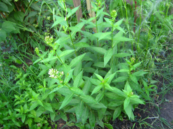 phlox - a-Gradina botanica de acasa