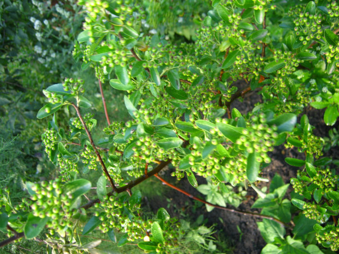 phyracantha - a-Gradina botanica de acasa
