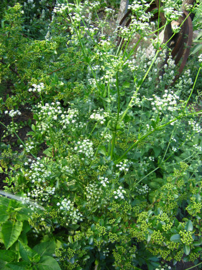 phyracantha rosie-arbust ornamental - a-Gradina botanica de acasa