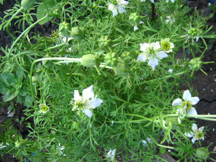 piper de gradina-negrilica - a-Gradina botanica de acasa