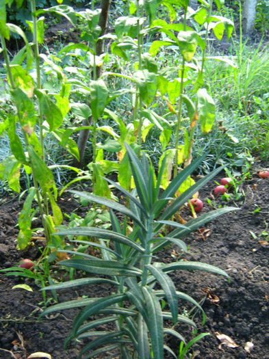 planta cartita33 - a-Gradina botanica de acasa